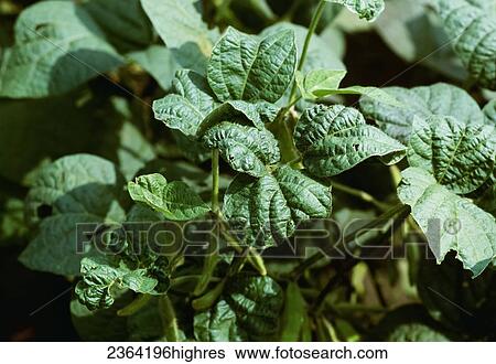 Stock Photograph - Agriculture. Fotosearch