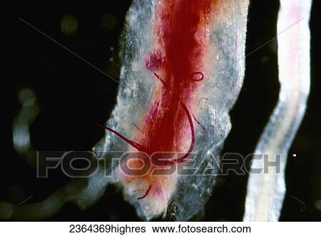 Stock Photograph - Agriculture. Fotosearch