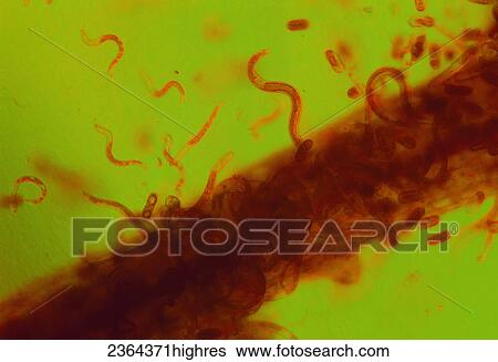 Stock Photograph - Agriculture. Fotosearch