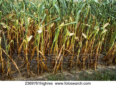 Agriculture View Large Photo Image Stock Photograph - Agriculture. Fotosearch