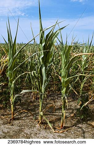 Stock Photograph - Agriculture. Fotosearch