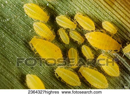 Agriculture - Sugarcane aphid (Melanaphis sacchari) adults and nymphs on a leaf(3X). View Large Photo Image Stock Photograph - Agriculture - Sugarcane aphid (Melanaphis sacchari) adults and nymphs on a leaf(3X).. Fotosearch