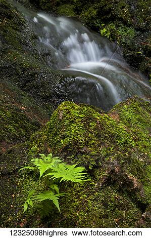 Along a section of Horse Pasture Brook; Wentworth Valley, Nova Scotia, Canada View Large Photo Image Stock Photograph - Along a section of Horse Pasture Brook; Wentworth Valley, Nova Scotia, Canada. Fotosearch