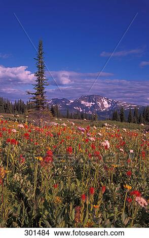 Alpine Wildflowers Wells Gray Provincial Park British Columbia Canada View Large Photo Image Picture - Alpine Wildflowers Wells Gray Provincial Park British Columbia Canada. Fotosearch