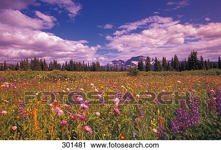 Alpine Wildflowers Wells Gray Provincial Park British Columbia Canada View Large Photo Image Stock Image - Alpine Wildflowers Wells Gray Provincial Park British Columbia Canada. Fotosearch