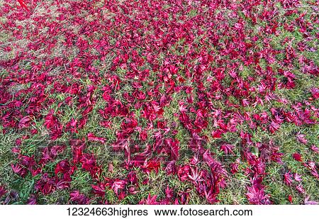 Stock Photograph - An abundance of bright pink flowers growing in a field; Yorkshire, England. Fotosearch