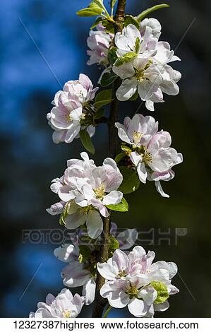 Stock Photograph - An apple tree blossoms in the spring; Astoria, Oregon, United States of America. Fotosearch