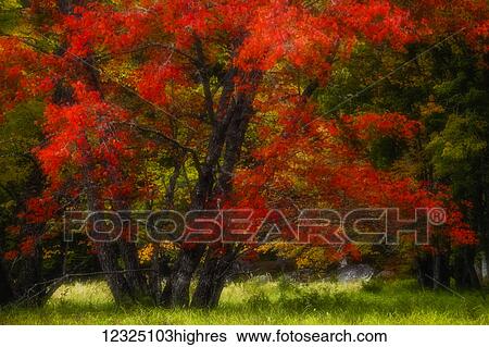 Stock Photograph - An autumn red maple in a grassy meadow beside the Mersey River near Jakes Landing, Kejimkujik National Park; Nova Scotia, Canada. Fotosearch