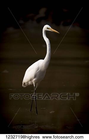 Stock Photograph - An intermediate egret (Ardea intermedia) with bright white feathers and an orange beak wades through a lake shrouded in darkness, Tadoba Andhari Tiger Reserve; Chandrapur, Maharashtra, India. Fotosearch