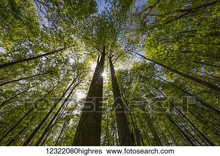 Stock Photograph - An Ontario Maple forest in summer with the sun shining from behind a tree; Strathroy, Ontario, Canada. Fotosearch