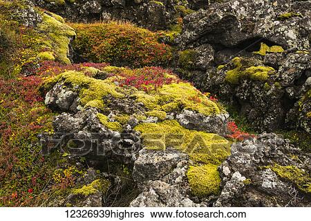 Stock Photograph - Ancient lava covered in moss and colourful plants; Iceland. Fotosearch