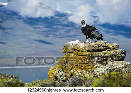 Stock Photograph - Andean Condor (Vultur gryphus), Torres del Paine National Park, Chilean Patagonia; Torres del Paine, Magallanes, Chile. Fotosearch