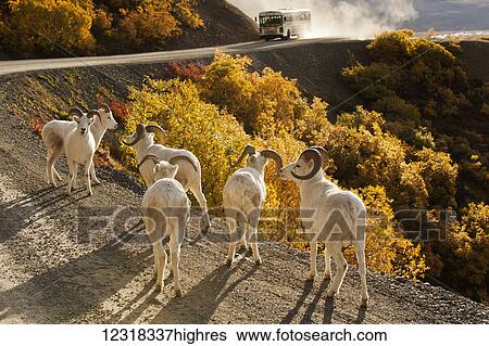 Animals View Large Photo Image Stock Photograph - Animals. Fotosearch