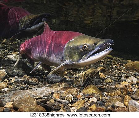Animals View Large Photo Image Stock Photograph - Animals. Fotosearch