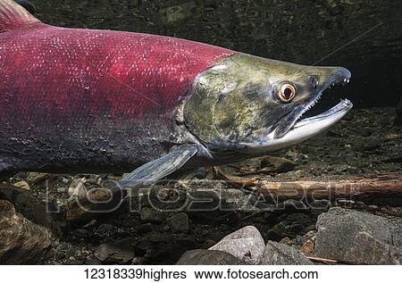 Animals View Large Photo Image Stock Photograph - Animals. Fotosearch
