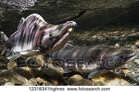 Stock Photograph - Animals. Fotosearch
