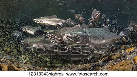 Animals View Large Photo Image Stock Photograph - Animals. Fotosearch