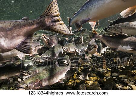 Stock Photograph - Animals. Fotosearch