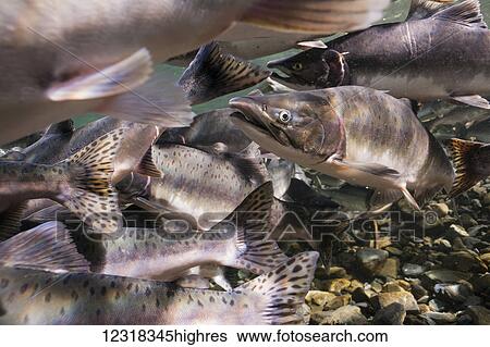 Animals View Large Photo Image Stock Photograph - Animals. Fotosearch