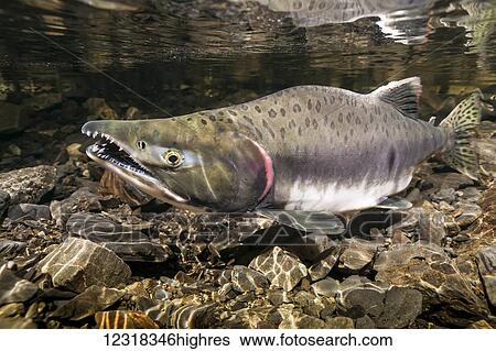 Animals View Large Photo Image Stock Photograph - Animals. Fotosearch