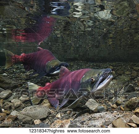 Animals View Large Photo Image Stock Photograph - Animals. Fotosearch