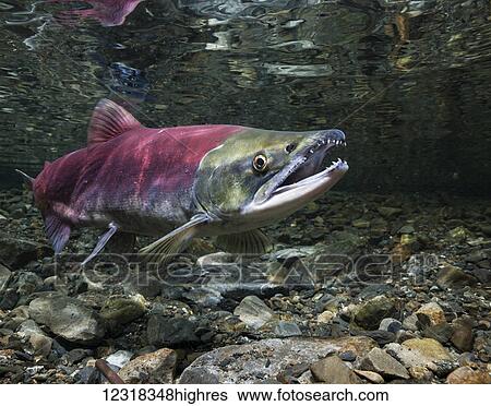 Animals View Large Photo Image Stock Photograph - Animals. Fotosearch