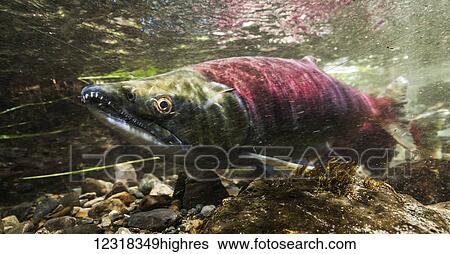 Stock Photograph - Animals. Fotosearch