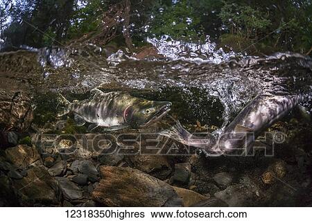 Animals View Large Photo Image Stock Photograph - Animals. Fotosearch