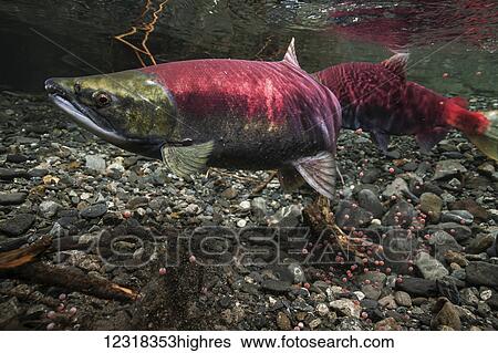 Animals View Large Photo Image Stock Photograph - Animals. Fotosearch