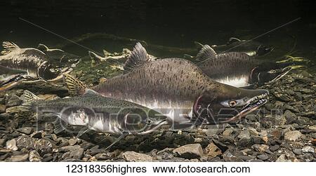 Animals View Large Photo Image Stock Photograph - Animals. Fotosearch