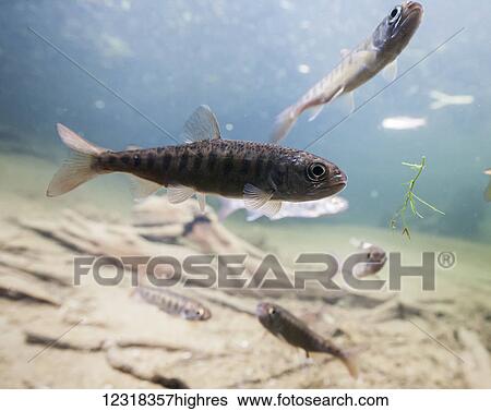 Stock Photograph - Animals. Fotosearch