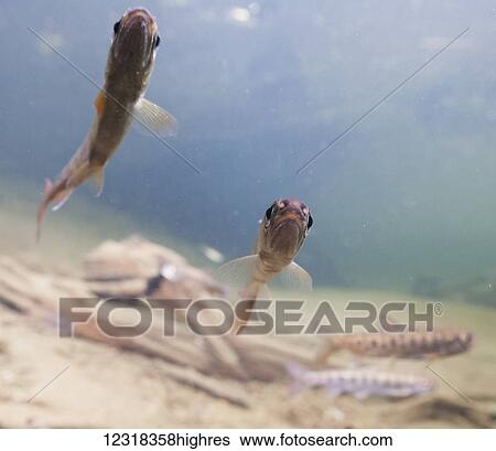 Stock Photograph - Animals. Fotosearch