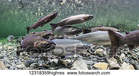 Animals View Large Photo Image Stock Photograph - Animals. Fotosearch