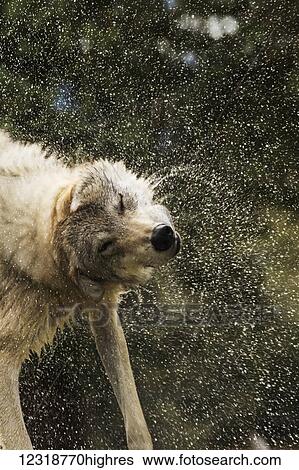 Stock Photograph - Animals. Fotosearch