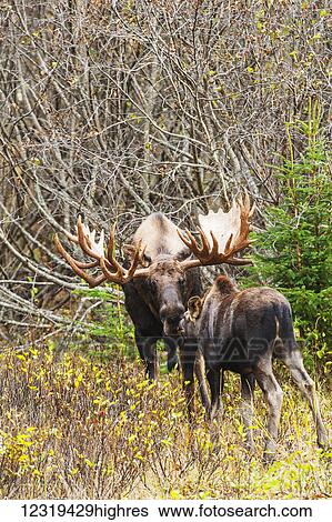 Animals View Large Photo Image Stock Photograph - Animals. Fotosearch