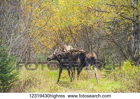 Animals View Large Photo Image Stock Photograph - Animals. Fotosearch