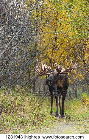 Animals View Large Photo Image Stock Photograph - Animals. Fotosearch