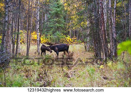 Animals View Large Photo Image Stock Photograph - Animals. Fotosearch