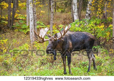Stock Photograph - Animals. Fotosearch