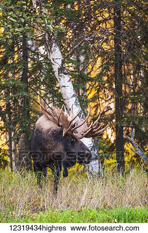 Stock Photograph - Animals. Fotosearch