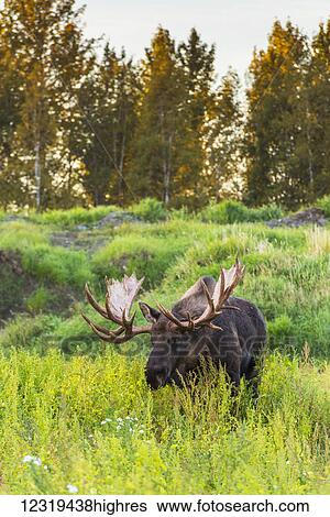 Animals View Large Photo Image Stock Photograph - Animals. Fotosearch