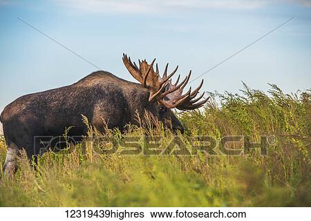 Animals View Large Photo Image Stock Photograph - Animals. Fotosearch