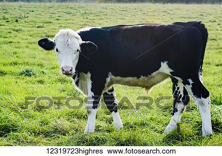 Animals View Large Photo Image Stock Photograph - Animals. Fotosearch