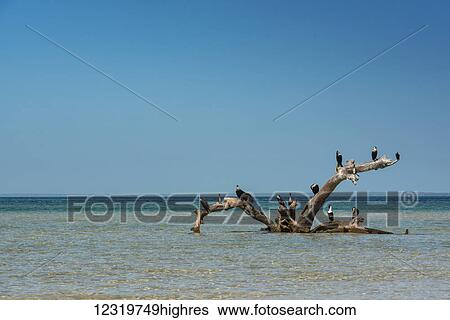 Stock Photograph - Animals. Fotosearch