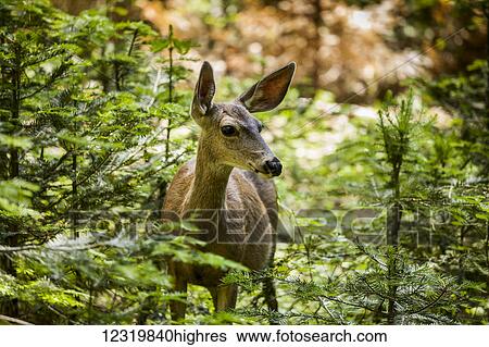Animals View Large Photo Image Stock Photograph - Animals. Fotosearch