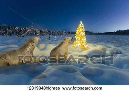 Animals View Large Photo Image Stock Photograph - Animals. Fotosearch