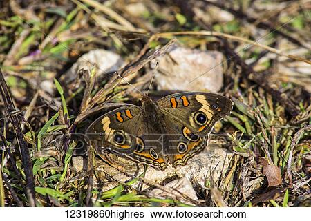 Stock Photograph - Animals. Fotosearch