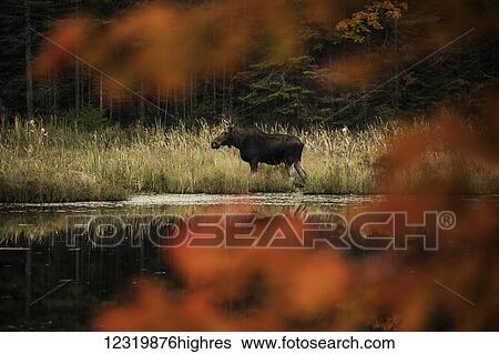 Stock Photograph - Animals. Fotosearch