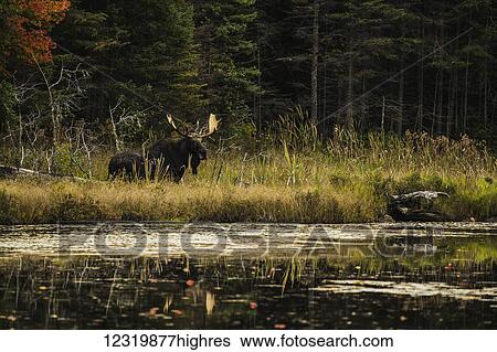Stock Photograph - Animals. Fotosearch