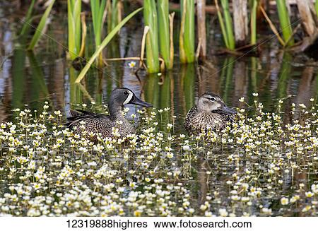 Stock Photograph - Animals. Fotosearch